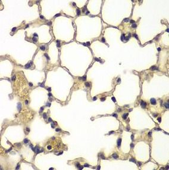 IFRD1 Rabbit Polyclonal Antibody