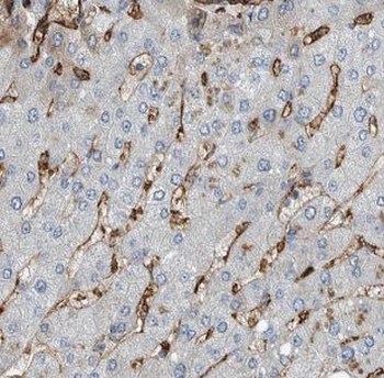 IGFBP7 Antibody