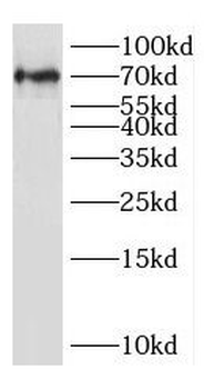 IGSF8 Antibody