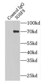 IGSF8 Antibody