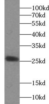 IL1RN Antibody