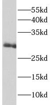 IL22RA2 Antibody