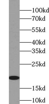 IL4 Antibody