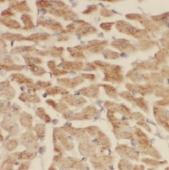 ILVBL Rabbit Polyclonal Antibody