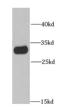 IMPA1 Rabbit Polyclonal Antibody