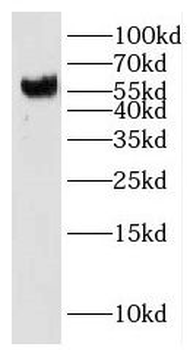 IMPDH2 Antibody