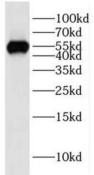IMPDH2 Antibody