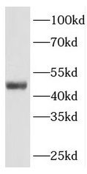 INHBA Rabbit Polyclonal Antibody