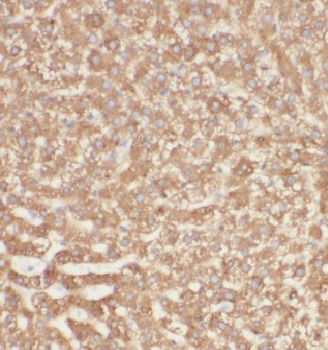 INSIG2 Rabbit Polyclonal Antibody