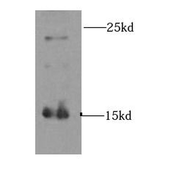 INSL3 Rabbit Polyclonal Antibody