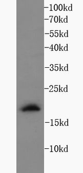 IFNG Antibody
