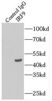 IRF9 Antibody