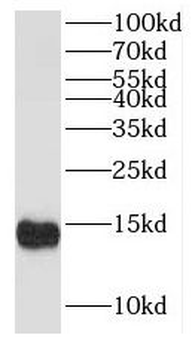 ISCA2 Rabbit Polyclonal Antibody