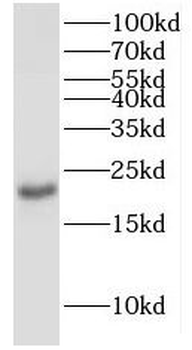 ISCU Rabbit Polyclonal Antibody