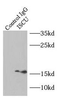 ISCU Rabbit Polyclonal Antibody