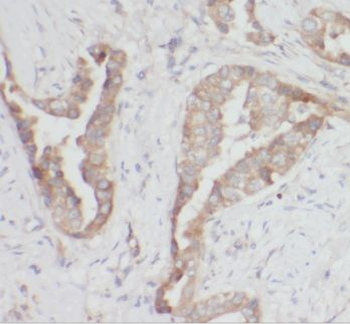 ISCU Rabbit Polyclonal Antibody