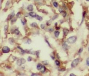 ISG15 Rabbit Polyclonal Antibody