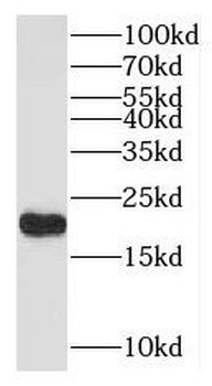 ISG20 Rabbit Polyclonal Antibody