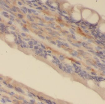 ISG20 Rabbit Polyclonal Antibody