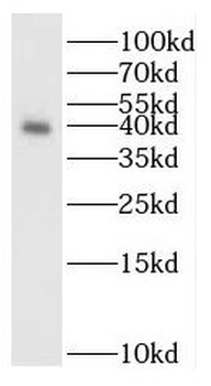 REG3G Antibody