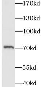 ITK Antibody
