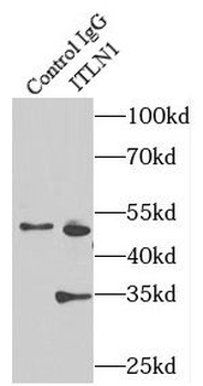 ITLN1 Rabbit Polyclonal Antibody