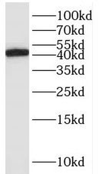 ITM2A Rabbit Polyclonal Antibody