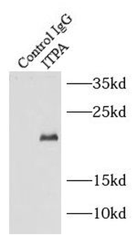 ITPA Antibody