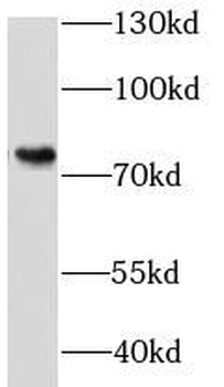 KHSRP Rabbit Polyclonal Antibody