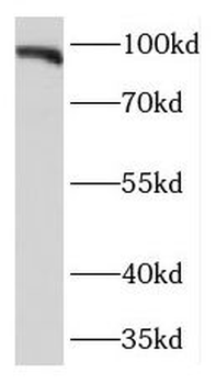 KIFAP3 Rabbit Polyclonal Antibody