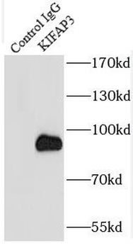 KIFAP3 Rabbit Polyclonal Antibody