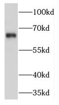 KIFC1 Antibody