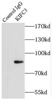KIFC3 Rabbit Polyclonal Antibody