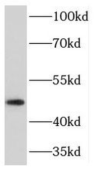 KCNJ12 Rabbit Polyclonal Antibody
