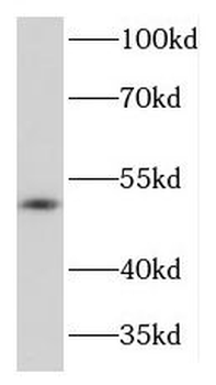 KIR3DL1 Antibody