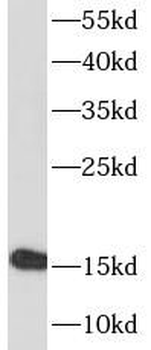 KISS1 Antibody