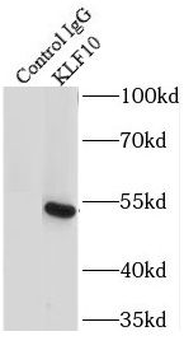 KLF10 Antibody