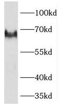 KLF12 Rabbit Polyclonal Antibody