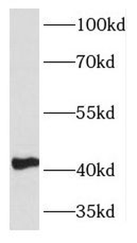 KLF13 Antibody