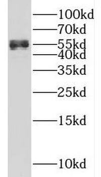 KLHL42 Antibody
