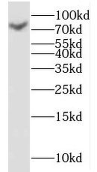 KLHL4 Antibody