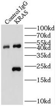 KRAS Antibody