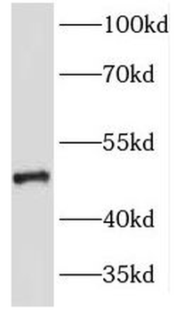KRT23 Antibody