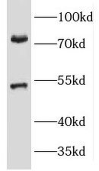 KCNA3 Antibody