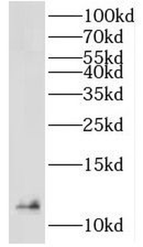 LAMA4 Rabbit Polyclonal Antibody