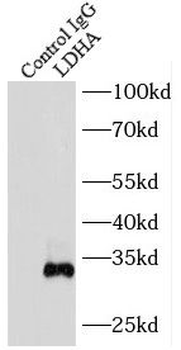 LDHA Antibody