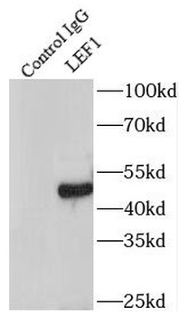 LEF1 Rabbit Polyclonal Antibody