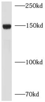 LEPR Rabbit Polyclonal Antibody