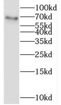LGALS3BP Rabbit Polyclonal Antibody