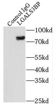 LGALS3BP Rabbit Polyclonal Antibody
